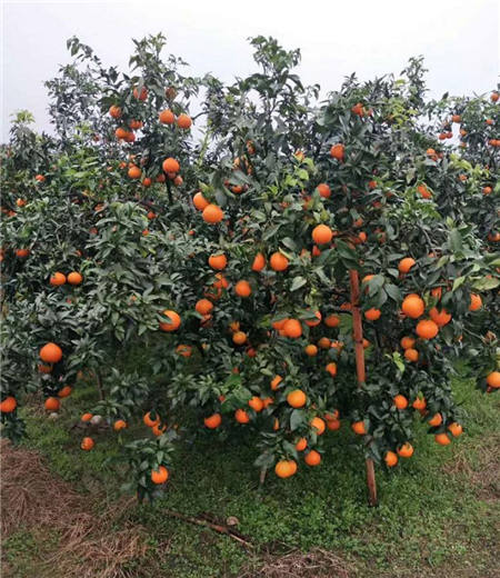 魏柑可能是這個(gè)季節(jié)最好吃的水果，90%的人都不知道