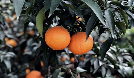 魏柑可能是這個(gè)季節(jié)最好吃的水果，90%的人都不知道