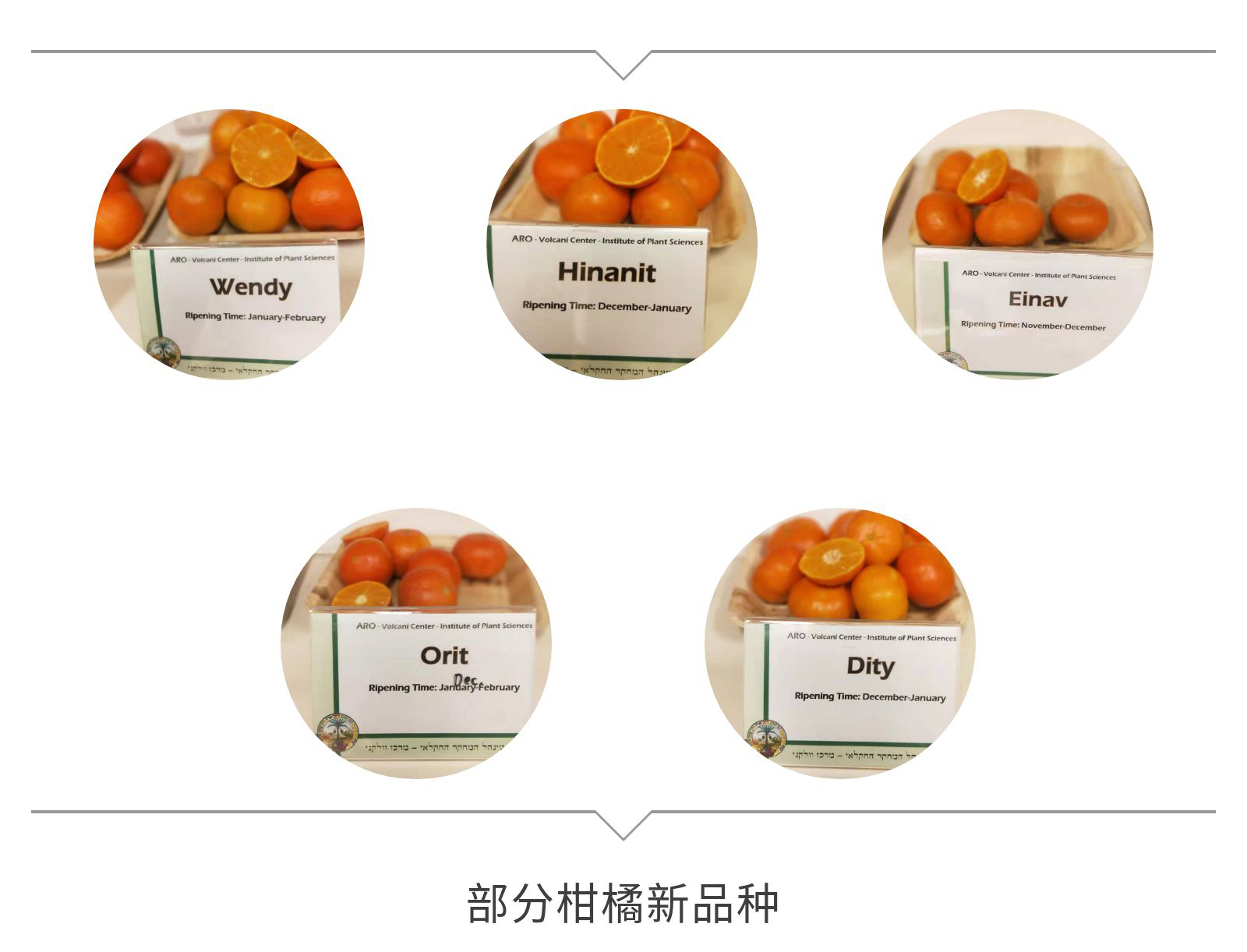 柑橘新品.jpg 柑橘新品.jpg